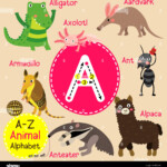 Cute Children Zoo Alphabet A Letter Tracing Of Funny Animal Cartoon For